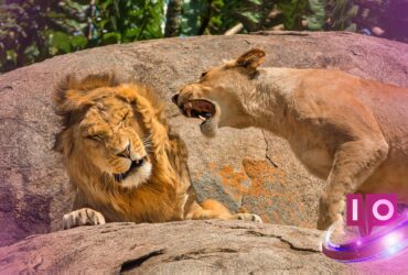 Zoo vyzývá k darování domácích mazlíčků pro masožravce, vyvolává pobouření na internetu